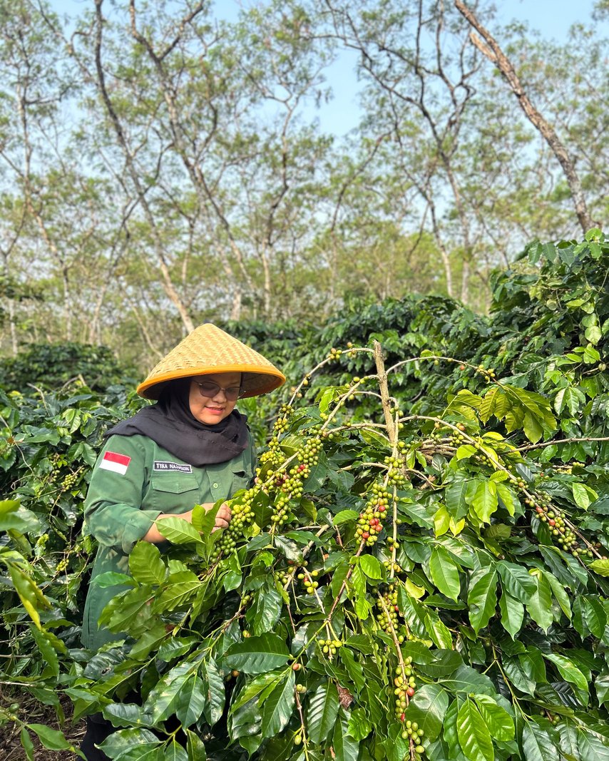 Bu Tika in a woven conical hat checking coffee cherries on a branch in Sipirok, North Sumatra