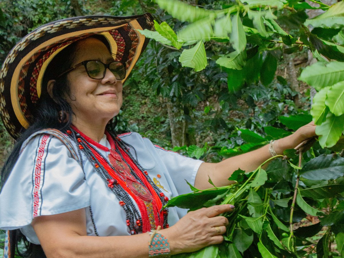 Aurora tending her coffee trees, a basket of ripe cherries at her side