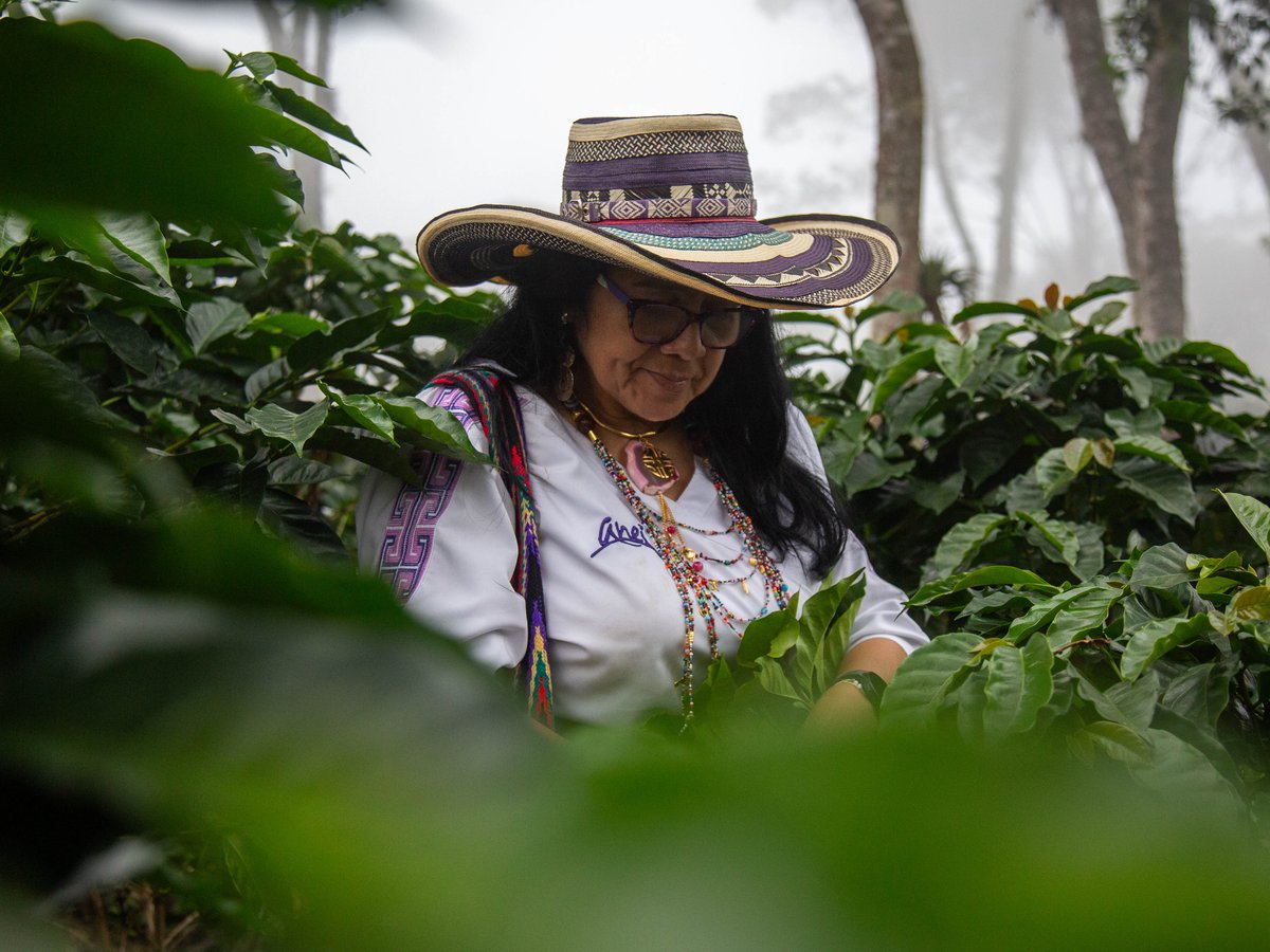 Aurora among her coffee trees in the mountain mist