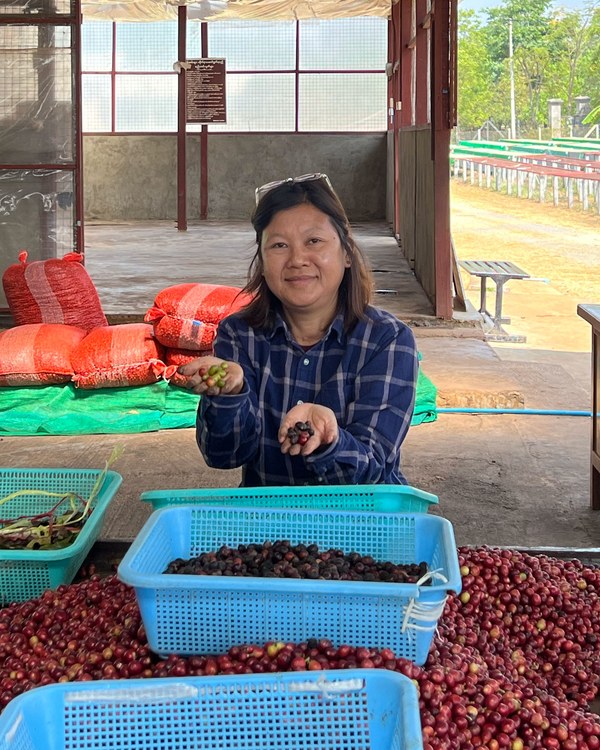 Su Su Aung holding coffee cherries in both hands beside baskets of freshly harvested cherries